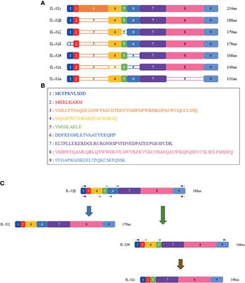 Comparison of the Seven Interleukin-32 Isoforms’ Biological Activities: IL-32θ Possesses the Most Dominant Biological Activity